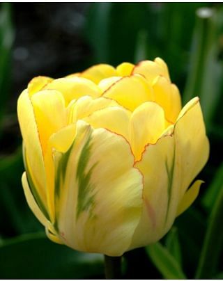 Tulip Akebono ® Bulbs
