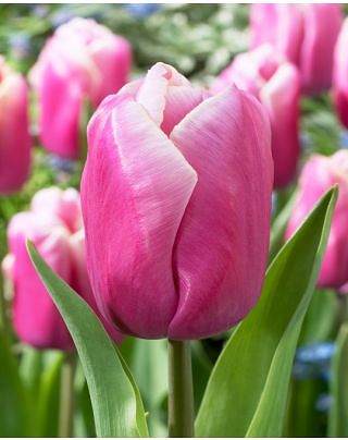 Tulip Holland Beauty