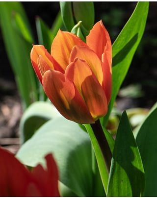 Tulip Disneyland Paris Bulbs