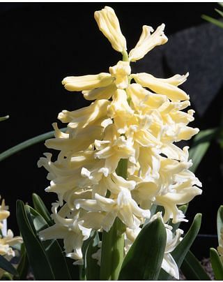 Hyacinth Yellow Queen