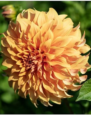 Dahlia Hercules