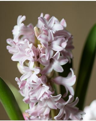 Prepared Hyacinth Anna Marie Bulbs