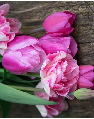 Pink Delight Tulip Collection