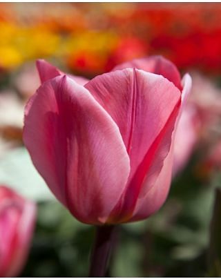 Tulip Albert Heijn ® Bulbs
