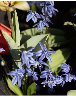 Scilla Siberica Spring Beauty
