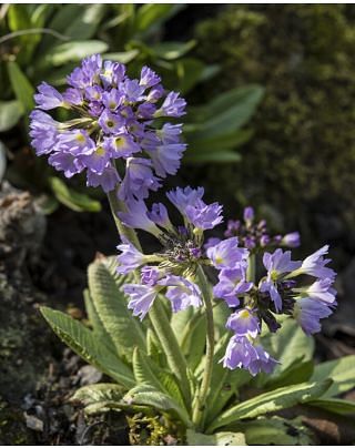Primula Denticulata Blue