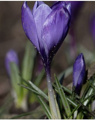 Crocus Grand Maitre