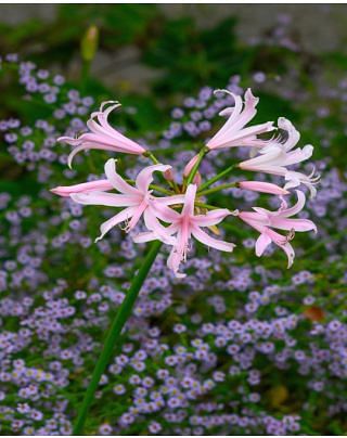 Amarine Emanuelle Bulbs
