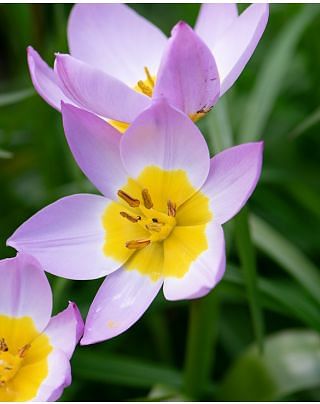Tulip Bakeri Lilac Wonder
