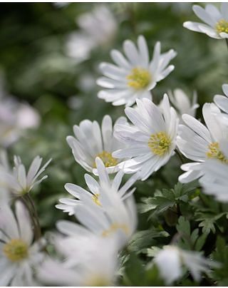 Anemone Blanda White Splendour