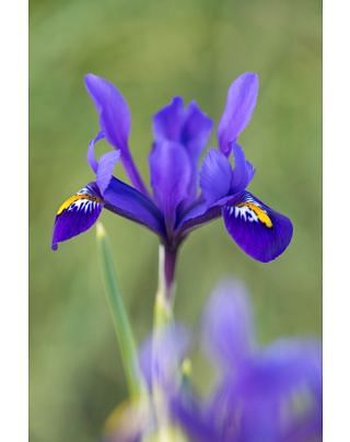 Iris Reticulata Pixie