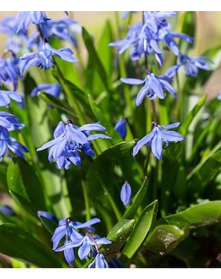 Scilla Siberica