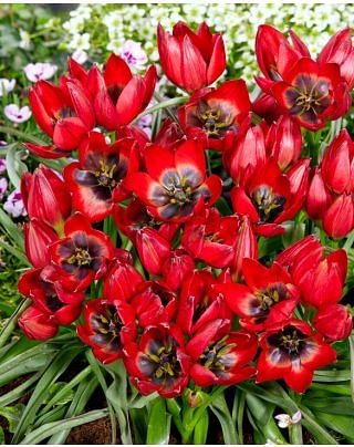 Tulip Francisca Bulbs