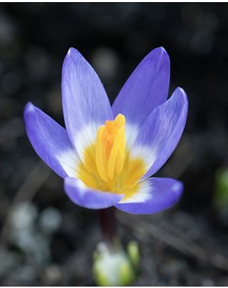 Crocus Sieberi Tricolor Bulbs