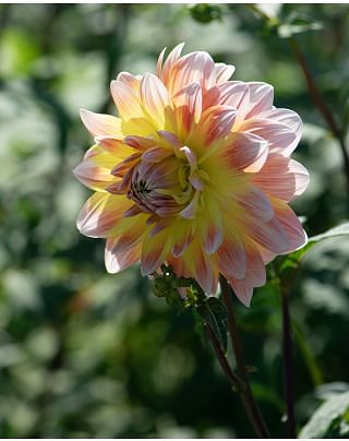 Dahlia Peaches and Cream Tubers