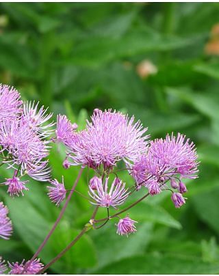 Thalictrum Black Stockings ®