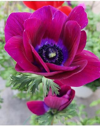 Anemone coronaria Bordeaux