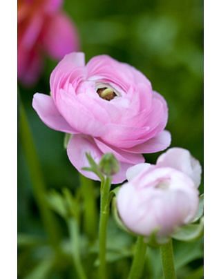 Ranunculus Rose Bulbs