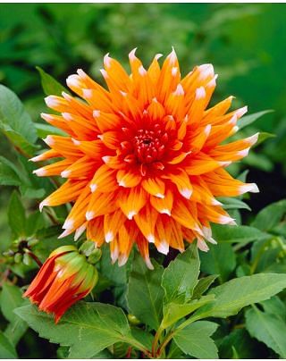 Dahlia Color Spectacle