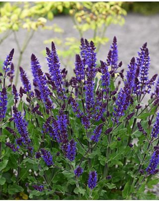 Salvia Bazuin Dark Night ®