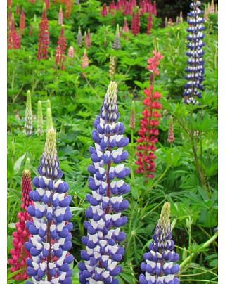 Lupinus The Governor