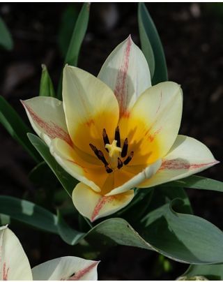 Tulip Quebec Bulbs