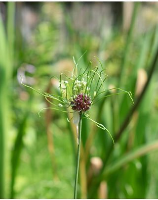 Allium Hair