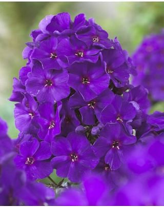 Phlox The King