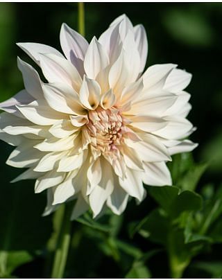 Dahlia tuber Cafe Au Lait