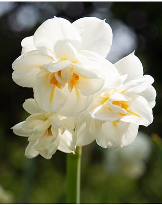 Narcissus Sir Winston Churchill Bulbs