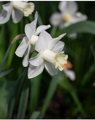 Narcissus Watch Up