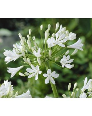 Agapanthus Polar Ice