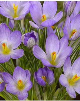 Crocus Etruscus Zwanenburg Bulbs