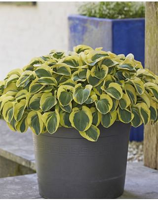 Hosta Mighty Mouse 