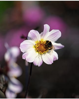 Dahlia Bishop of Dover Bulbs