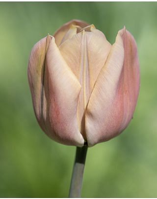 Tulip Apricot Foxx