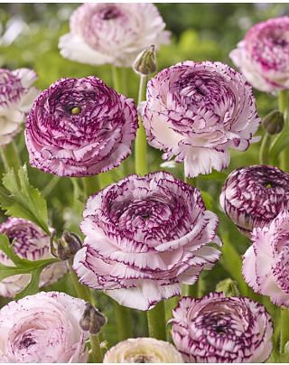 Ranunculus friandine Cappuchino