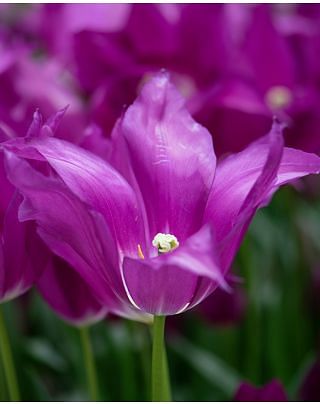 Tulip Purple Dream Bulbs