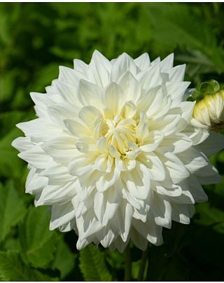 Dahlia Bull's Pride 