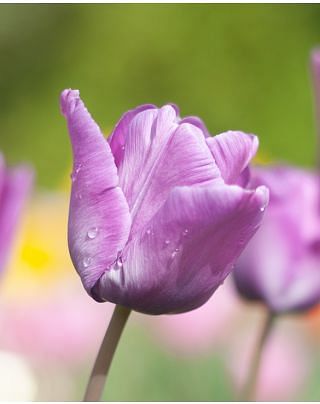 Tulip Bleu Aimable