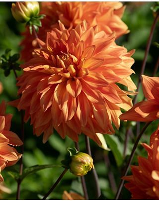 Dahlia Neon Splendour