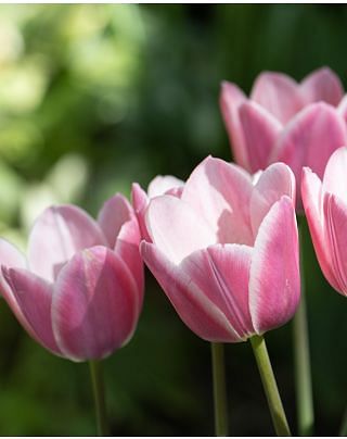Tulip Mandy"s Choice Bulbs