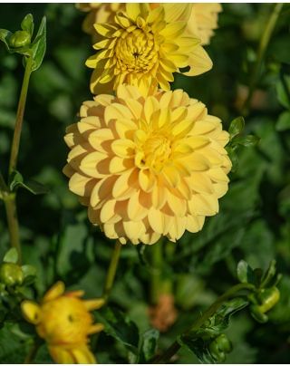 Dahlia Bocerell