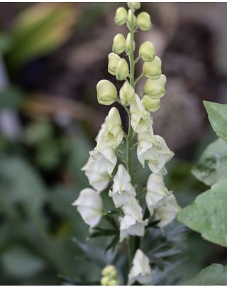 Aconitum Schneewittchen