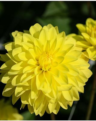 Dahlia American Sun „ Tubers