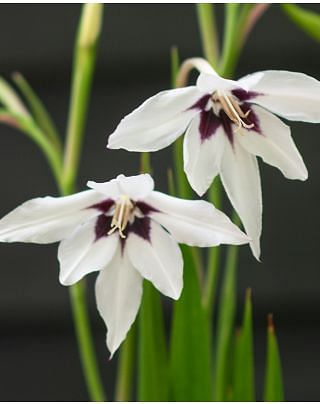 Acidanthera - Gladiolus Callianthus Murielae Bulbs