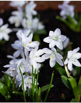 Scilla Mischtschenkoana