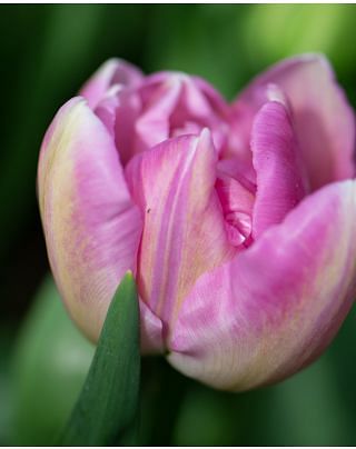 Tulip Candy Time Bulbs