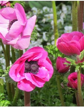 Anemone Coronaria De Caen Sylphide Bulbs