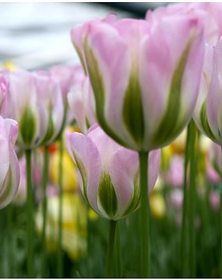 Tulip Greenland